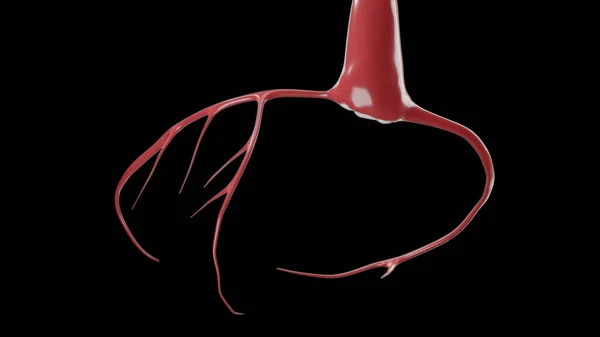 Cta Arteria Coronaria Rendering Immagine Indietro Visualizza Albero Coronarico Illustrazioni — Foto Stock