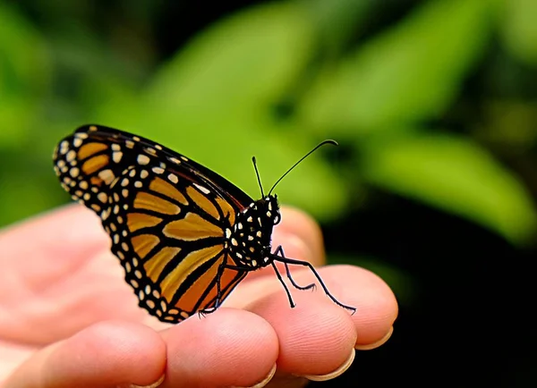 Бабочка Монарх Сидящая Руке Женщина — стоковое фото