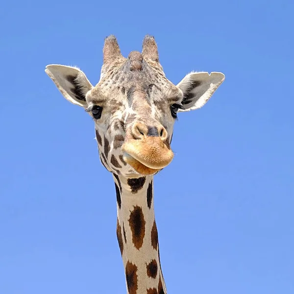 Giraffe Hoofd Close — Stockfoto