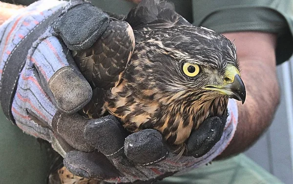 Portrait Rescued Raptor — Stock Photo, Image