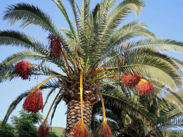 Dates Ripen Tree — Stock Photo, Image