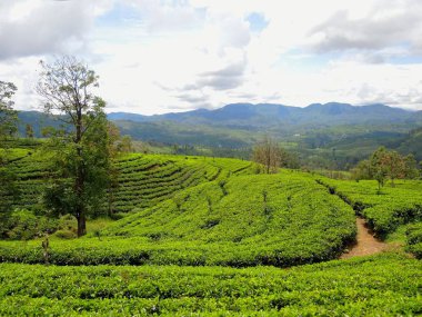 Nuwara Eliya, Sri Lanka 'daki çay tarlaları