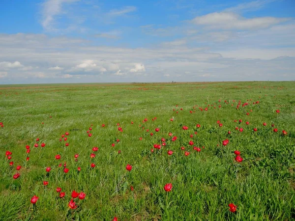 A field of red tulips blooms — Stock Photo, Image