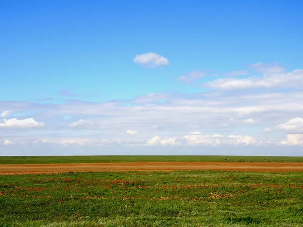 A field of red tulips blooms Royalty Free Stock Images