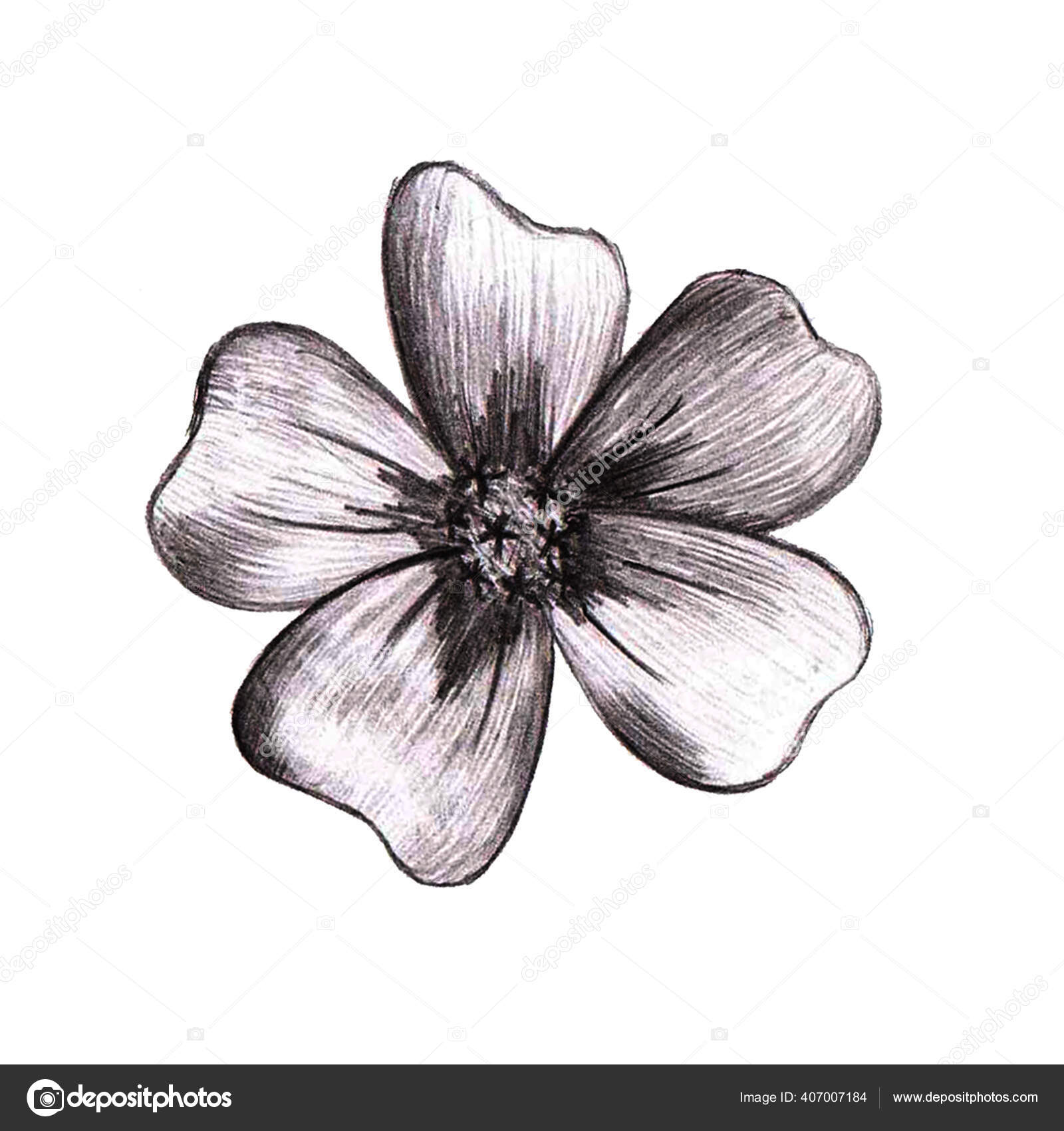 Black And White Hand Drawn Flower Thin Leaved Marigolds Sketch Stock Photo Image By C Salma Salamandra Black And White Hand Drawn Flower Thin Leaved Marigolds Sketch Stock Photo Image By C Salma Salamandra