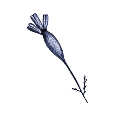 Mavi El Tarlası İzole Edilmiş Çiçek. İnce Bırakılmış Marigoldlar Çizimi.