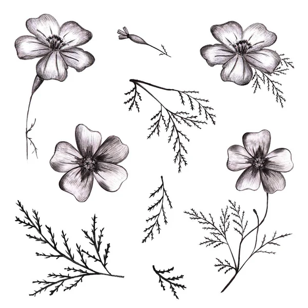 Σύνολο από μαύρα λουλούδια ζωγραφισμένα στο χέρι. Λεπτόφυλλα Marigolds Sketch. — Φωτογραφία Αρχείου