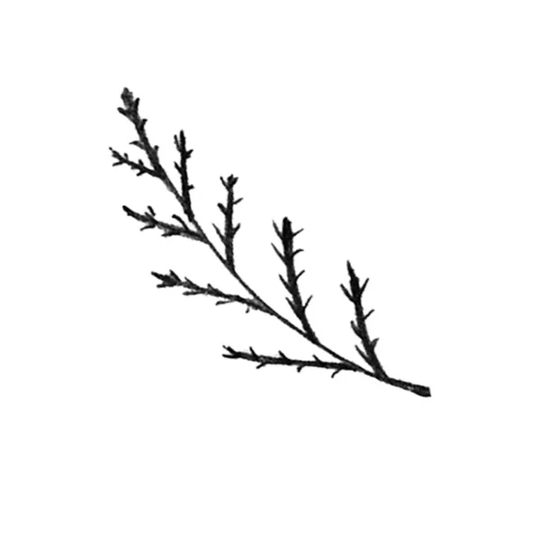 흰색이 손으로 플라워 모노크롬 Monochrome Botanical Plant Illustration Sketch Thin — 스톡 사진