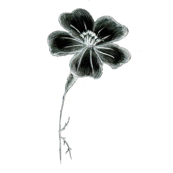 黒と白の手描きの孤立した花 スケッチスタイルでモノクローム植物イラスト 入れ墨 デザイン 結婚式や誕生日カードのための薄い葉のマリーゴールド — ストック写真