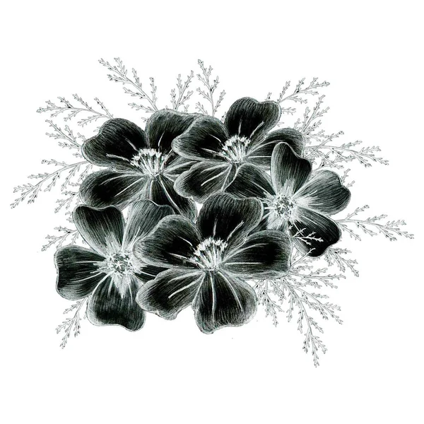 黑色和白色手绘分离花的组成 单色植物图解在素描风格 供印刷 婚礼及生日贺卡用的薄片万寿菊 — 图库照片