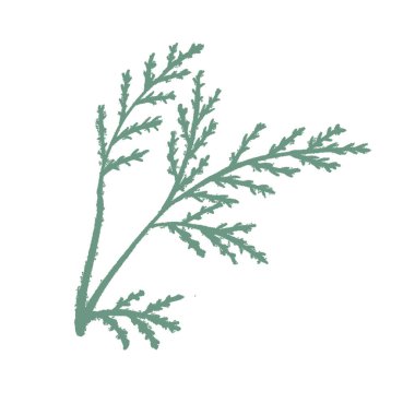 Yeşil El Tarlasında İzole Edilmiş Çiçek Dalı. Sketch Style 'da tek renkli bitki illüstrasyonu. Yazdırma, Dövme, Tasarım, Tatil, Düğün ve Doğum Kartı İçin İnce Bırakılmış Kadife Kadifeleri.