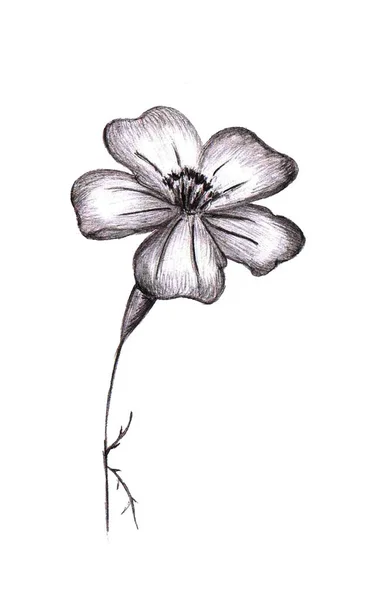 Чорна Біла Квітка Розмальованою Рукою Monochrome Botanical Plant Illustration Sketch — стокове фото