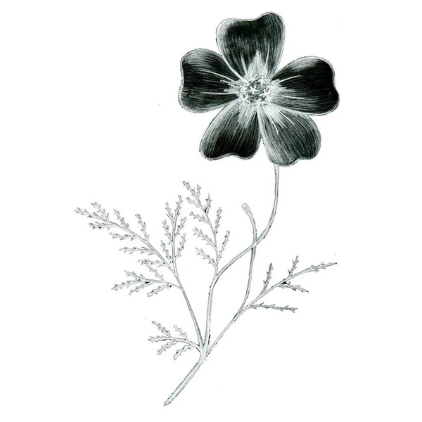 Černobílý Ručně Kreslený Izolovaný Květ Monochromatická Botanická Ilustrace Rostlin Stylu — Stock fotografie