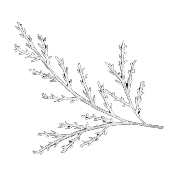 Schwarz Weißer Handgezeichneter Isolierter Blumenzweig Monochrome Botanische Pflanzenillustration Skizzenstil Dünnblättrige — Stockfoto