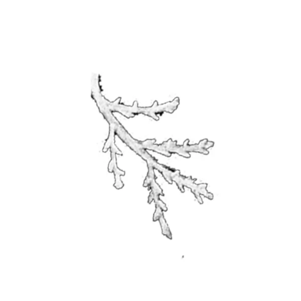 흰색이 손으로 플라워 모노크롬 Monochrome Botanical Plant Illustration Sketch Thin — 스톡 사진