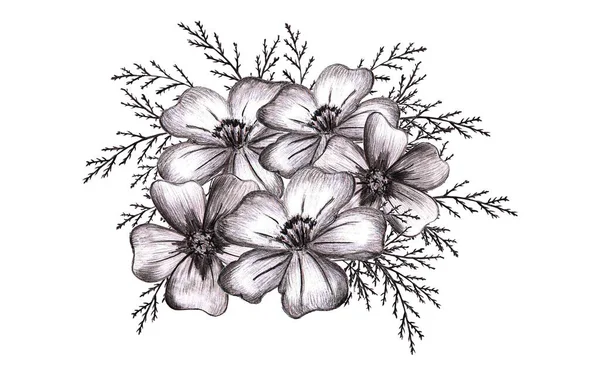 黑色和白色手绘分离花 单色植物图解在素描风格 供印刷 婚礼及生日贺卡用的薄片万寿菊 — 图库照片