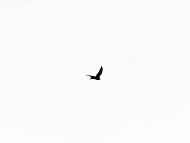 Gökyüzündeki kuş