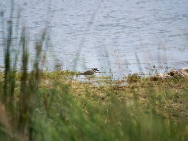 Kırmızı - kanatlı şahin gökyüzünde uçuyor