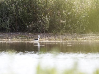 Kırmızı - kanatlı şahin gökyüzünde uçuyor