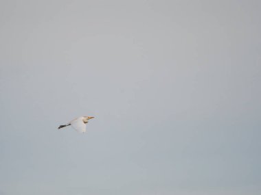 Kırmızı - kanatlı şahin gökyüzünde uçuyor