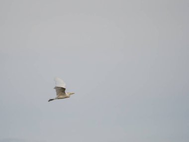 Kırmızı - kanatlı şahin gökyüzünde uçuyor