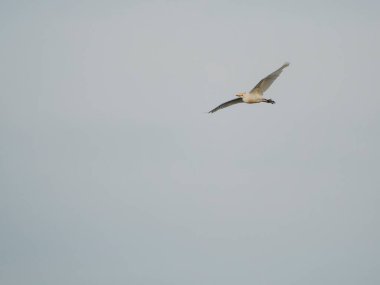 Kırmızı - kanatlı şahin gökyüzünde uçuyor