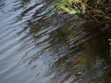 Kırmızı - kanatlı şahin gökyüzünde uçuyor