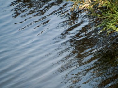 Kırmızı - kanatlı şahin gökyüzünde uçuyor