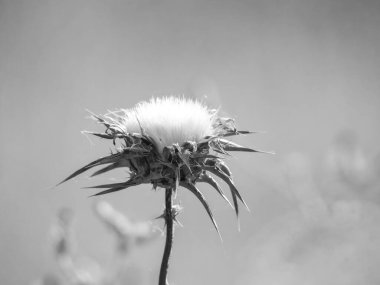 Kırmızı - kanatlı şahin gökyüzünde uçuyor