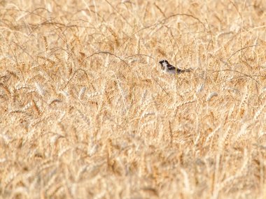 Kulaklı buğday tarlası