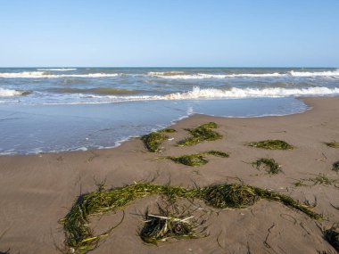 Kırmızı - kanatlı şahin gökyüzünde uçuyor