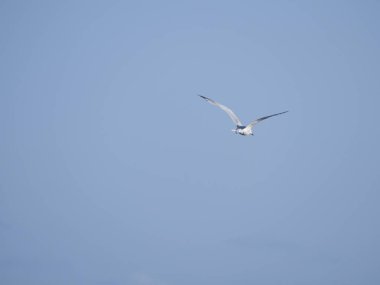 Denizin üzerinde gökyüzü sinekli martı