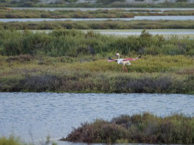 Gölde pembe flamingo