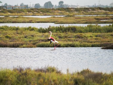 Göldeki beyaz leylek