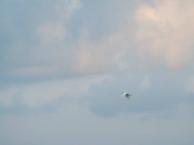 Gökyüzünde martı