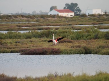 Romanya 'da Tuna Deltası üzerinde uçan beyaz pelikan