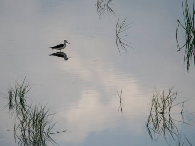 Gölde güzel bir kuş