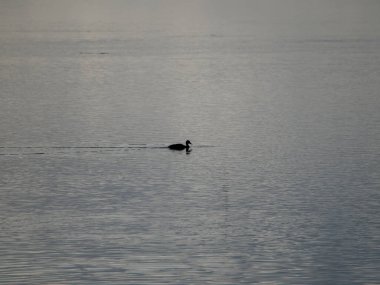 a black swan floating on the sea