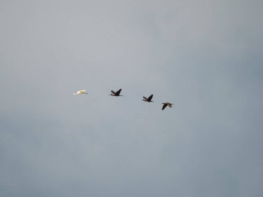 Kuşlar gökyüzüne doğru uçuyor. Kuşlar bulutların üzerinde uçuyor.