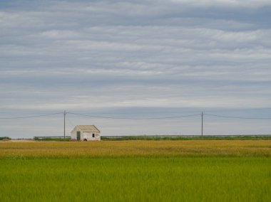 Pirinç tarlasının kırsal arazisi