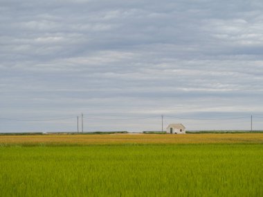 Hokkaido 'daki pirinç tarlası