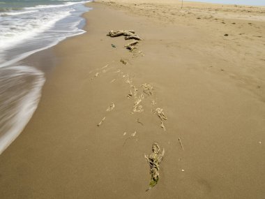 İsrail 'in kuzeyindeki Akdeniz' in kumlarında ayak izleri..