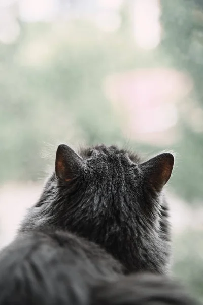 Die Graue Hauskatze Sitzt Auf Der Fensterbank Und Schaut Nach — Stockfoto