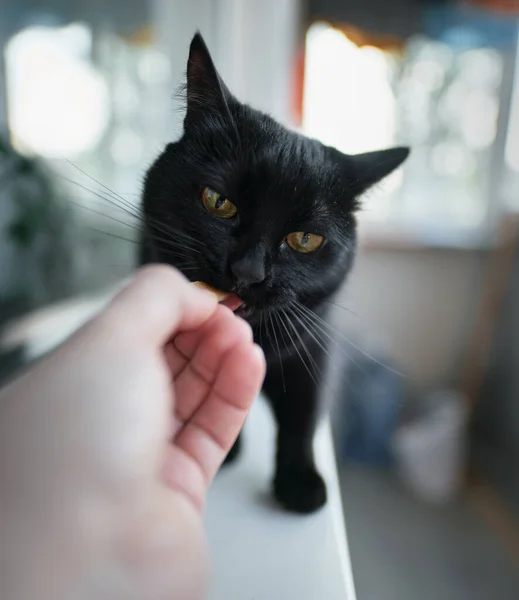 black home cat tastes food from hand. man is feeding cat from his hand. pet eats cheese