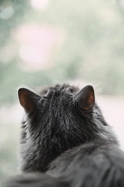 灰色家猫坐在窗台上抬头看 独立的繁殖家养宠物的复制空间图像 小猫从窗户往外看 呆在家里 — 图库照片