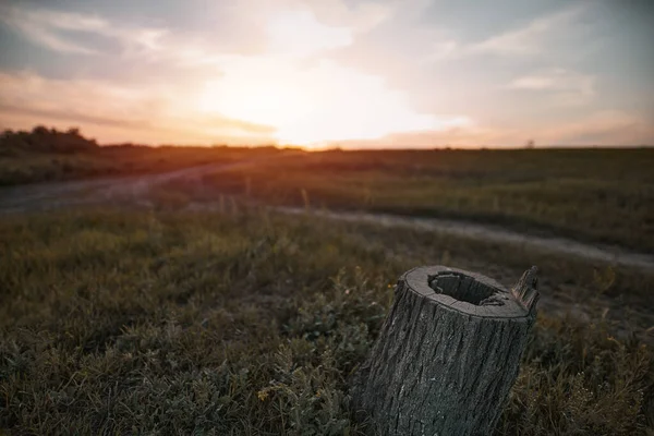 Der Baumstumpf Schließt Sich Während Des Sonnenuntergangs Nachwirkungen Von Holzstämmen — Stockfoto