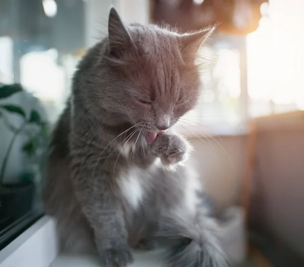 灰色家猫在窗台前洗澡 — 图库照片