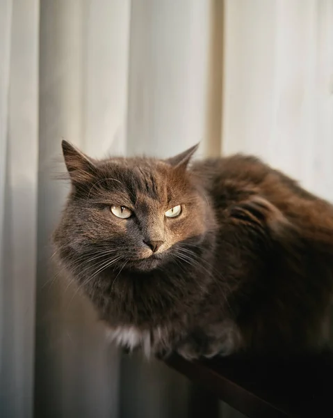 Gato Rabugento Senta Peitoril Janela Adorável Gato Dentro Casa Coberto — Fotografia de Stock