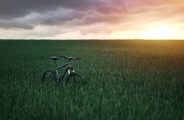 Mountain Bike Green Field Sunset — Stock Photo, Image
