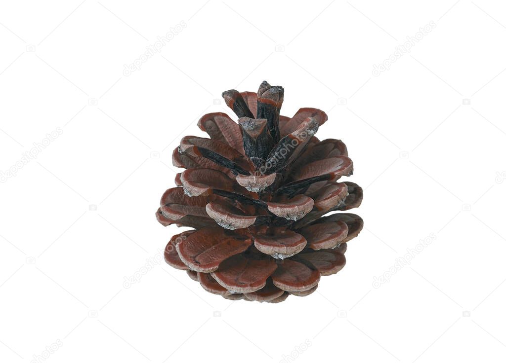 natural pinecone isolated on white background. close-up of natural dry pine cones, conifer seeds